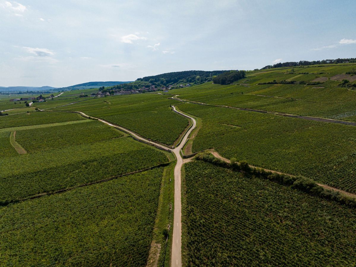 vignoble bourguignon