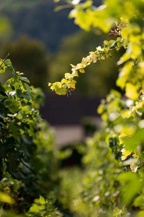 vignoble bourguignon