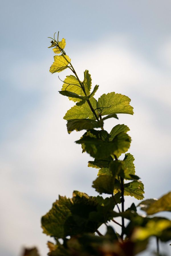 vignoble bourguignon